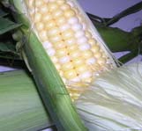 veg corn 2 stock